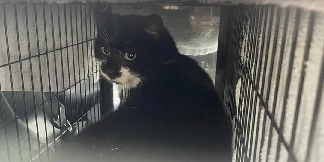 Трусливый уличный кот сильно изменился, когда обрел дом