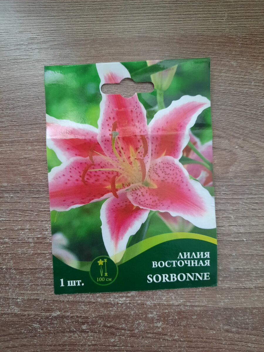 Лилия восточная Sorbonne