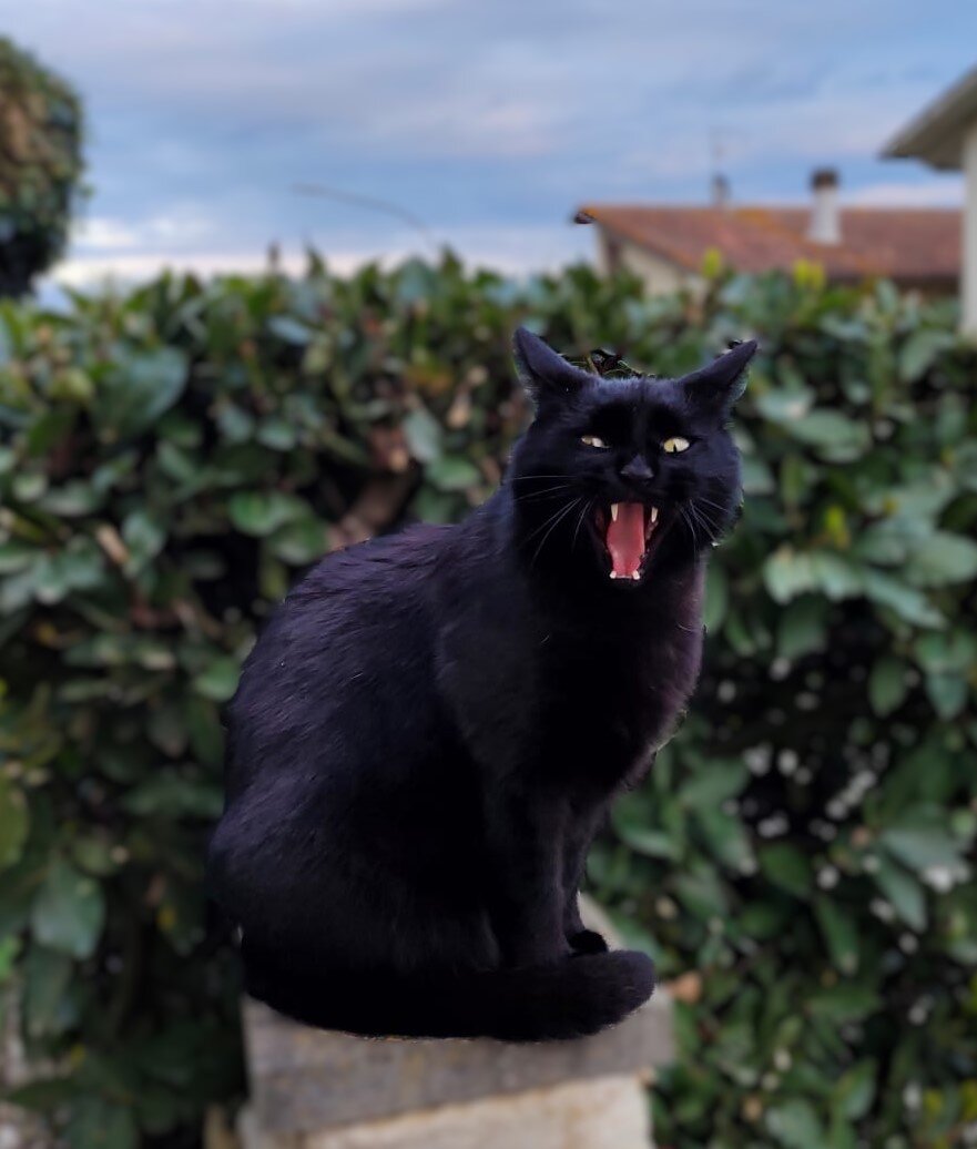 Кот Зорбас. Тот самый