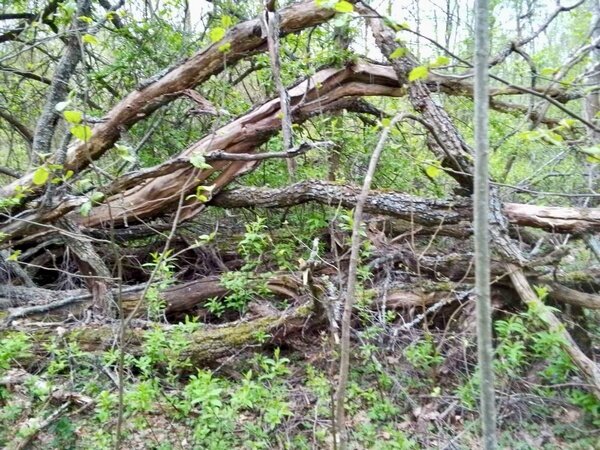    В Ивановской области спасают потомка «Одиночного дуба у Ильинской будки»
