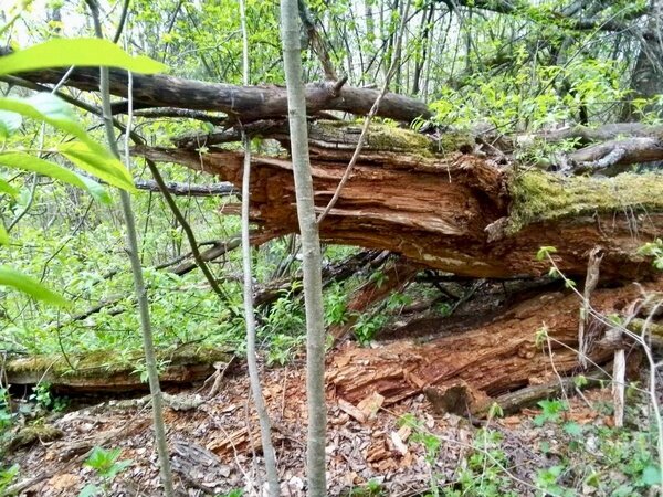    В Ивановской области спасают потомка «Одиночного дуба у Ильинской будки»