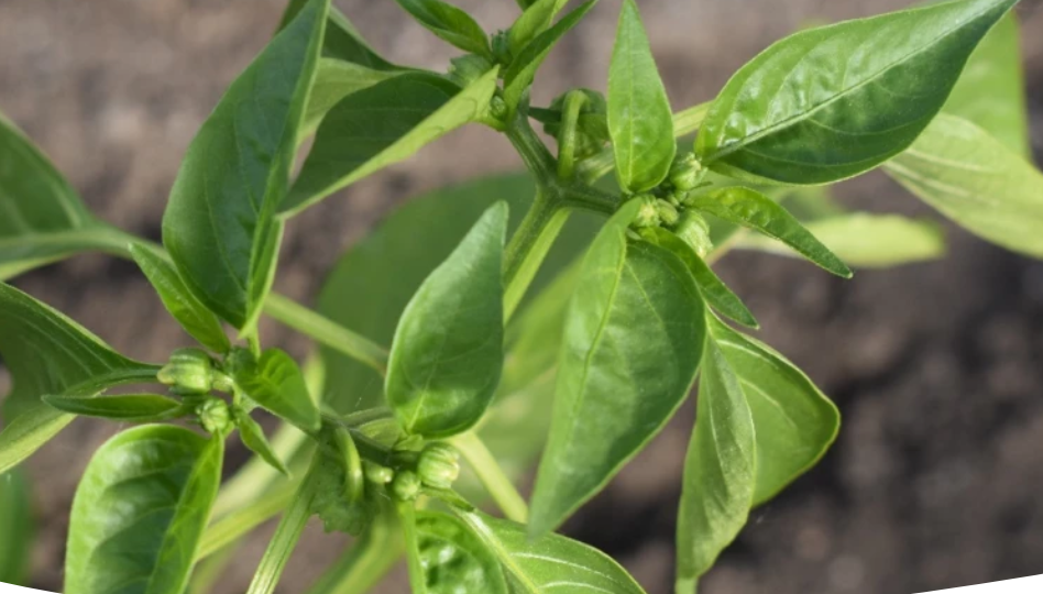 Почему опадают завязи на перце и что делать для спасения урожая