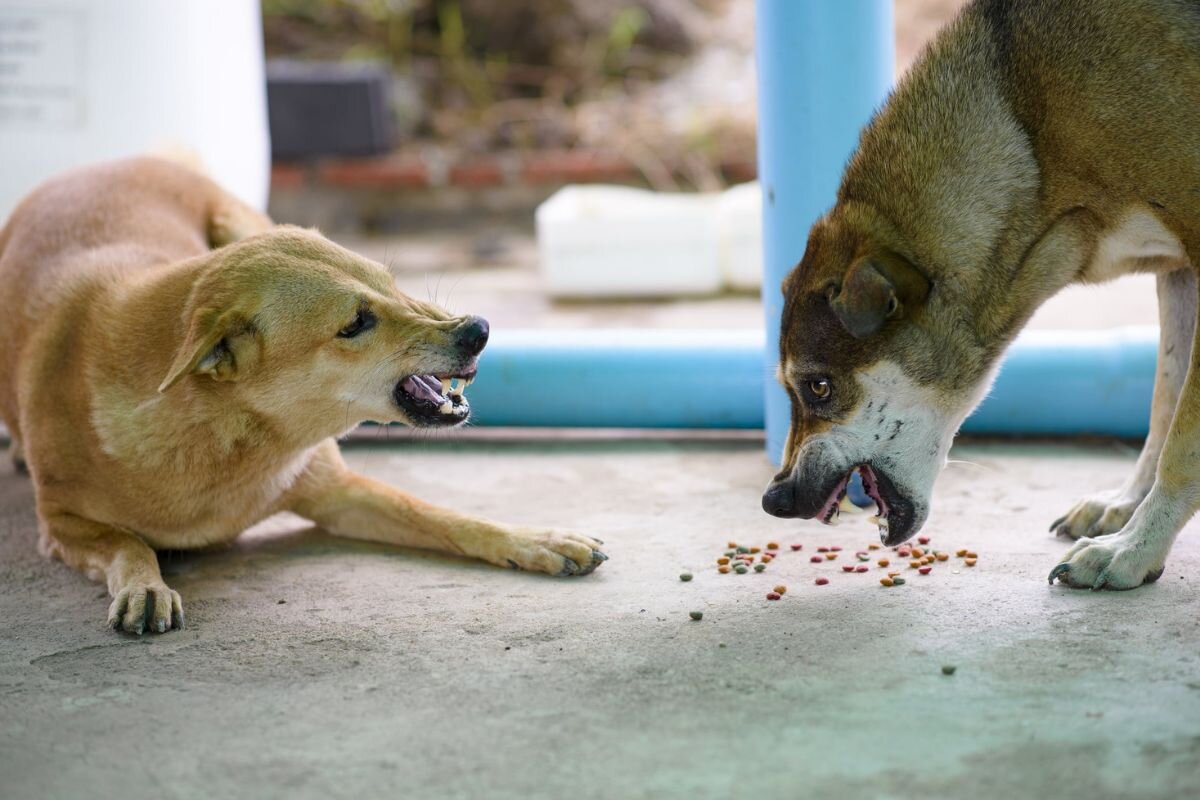 Пищевая агрессия: почему собака рычит во время еды? | Dog Breeds | Дзен