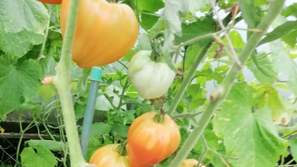 За томатами в первой половине лета нужен «глаз да глаз». Малейший неверный шаг может привести к снижению урожайности. 