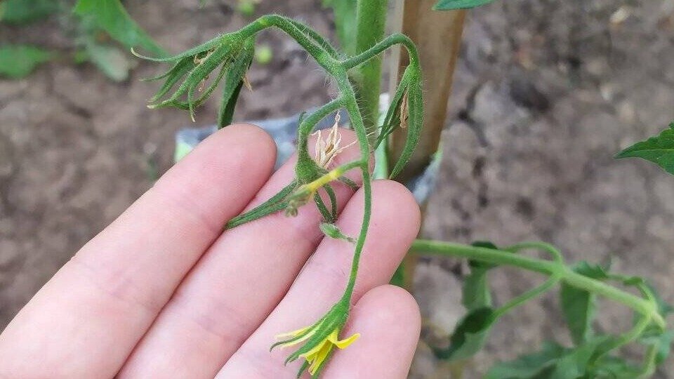 Иногда рассада овощных культур: перцев, томатов и огурцов, очень медленно развивается на новом месте, не хочет расти. В таком случае обрываю первую цветочную кисть. 