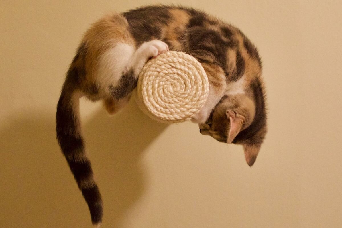 Кошка гоняется за своим хвостом
