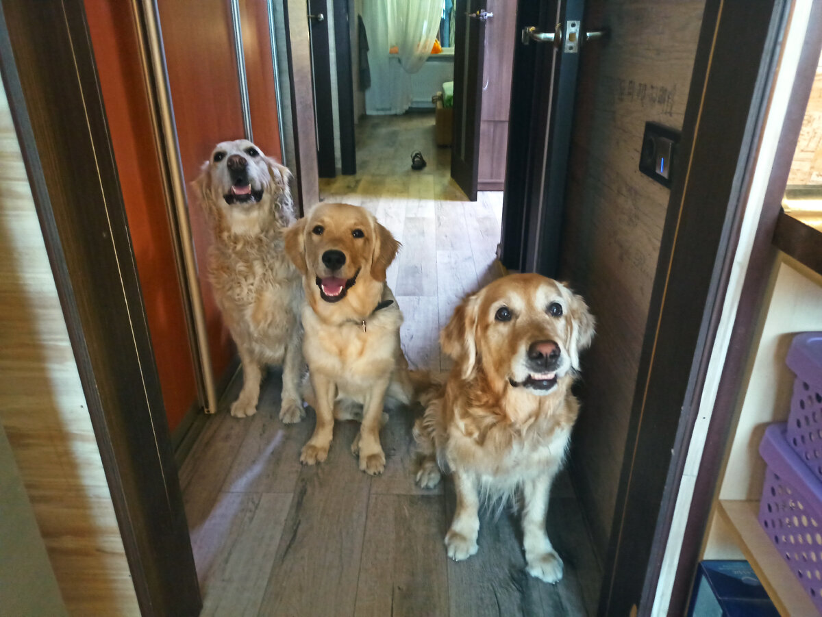 Куба, Луис и Ляля в ожидании разрешения на кормление.