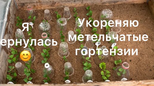 УКОРЕНЯЮ МЕТЕЛЬЧАТЫЕ ГОРТЕНЗИИ ЗЕЛЁНЫМИ ЧЕРЕНКАМИ