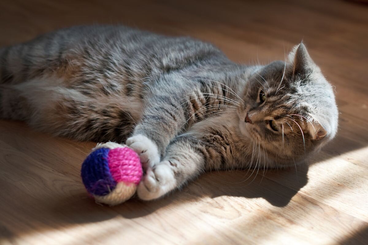 The most playful