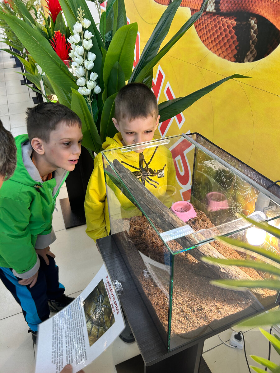 Выставка пауков в Ачинске