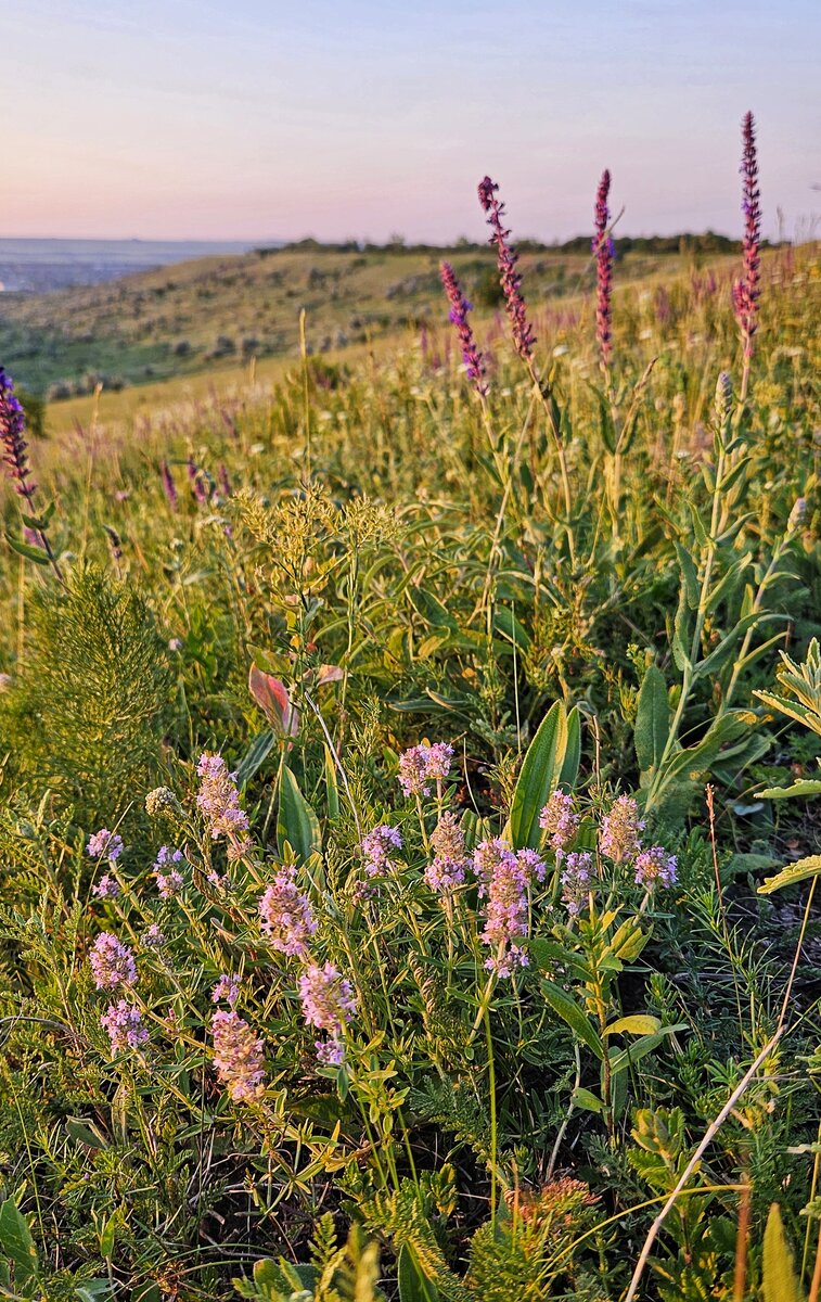 Кустик чабреца на закате дня
