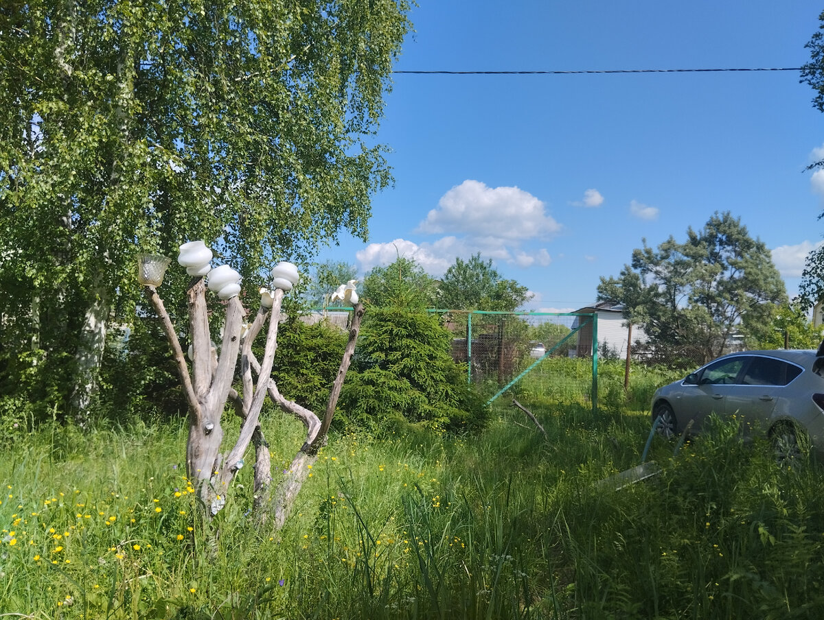 Съездили в Уткино, 2 года ничего не делали на той даче-везде выросли  джунгли, теплица от снега сломалась | Лабиринты Лейлы | Дзен