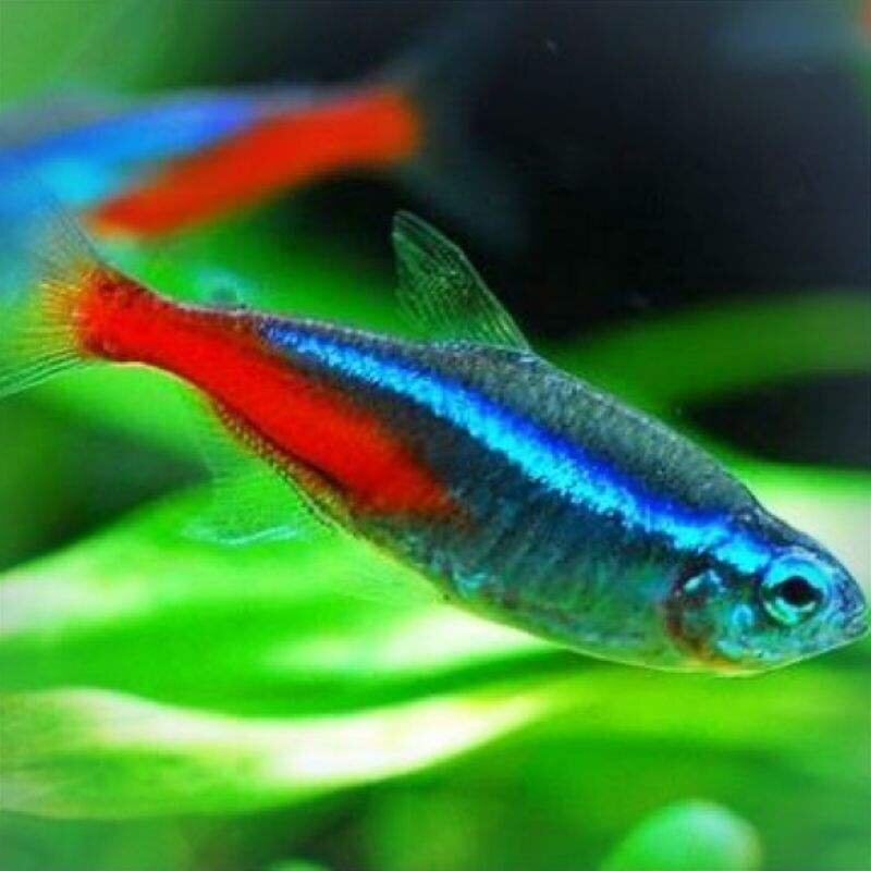 Аквариумная рыбка неон