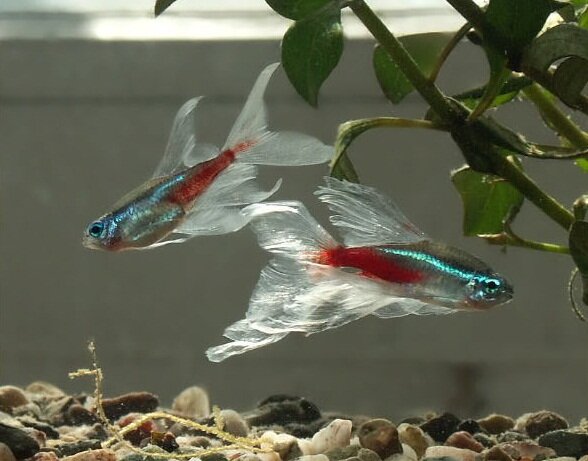 Аквариумная рыбка неон