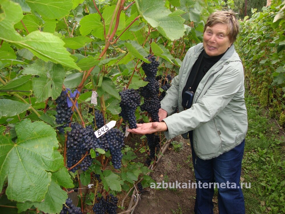 Фото предоставлено автором, Бровиной Е.Г.