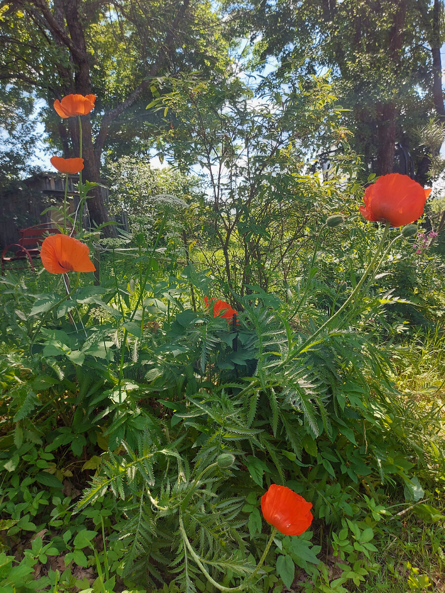 Декоративные маки