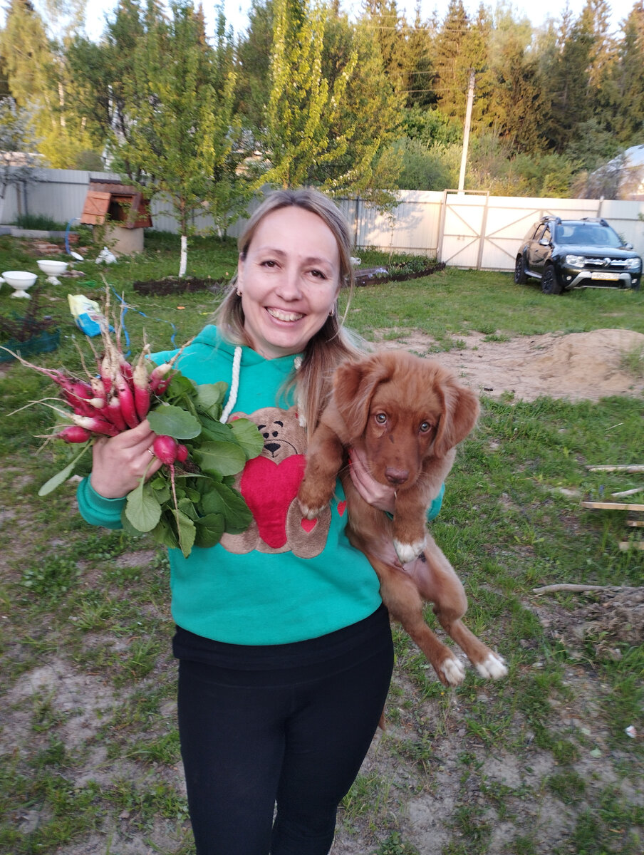 Сегодня мы на даче. Выросла редиска, снимаем  первый урожай. В прошлом году сажали раньше, уже в мае собирали редиску. Хотела сделать коллаж из фото прошлого года и нынешнего.