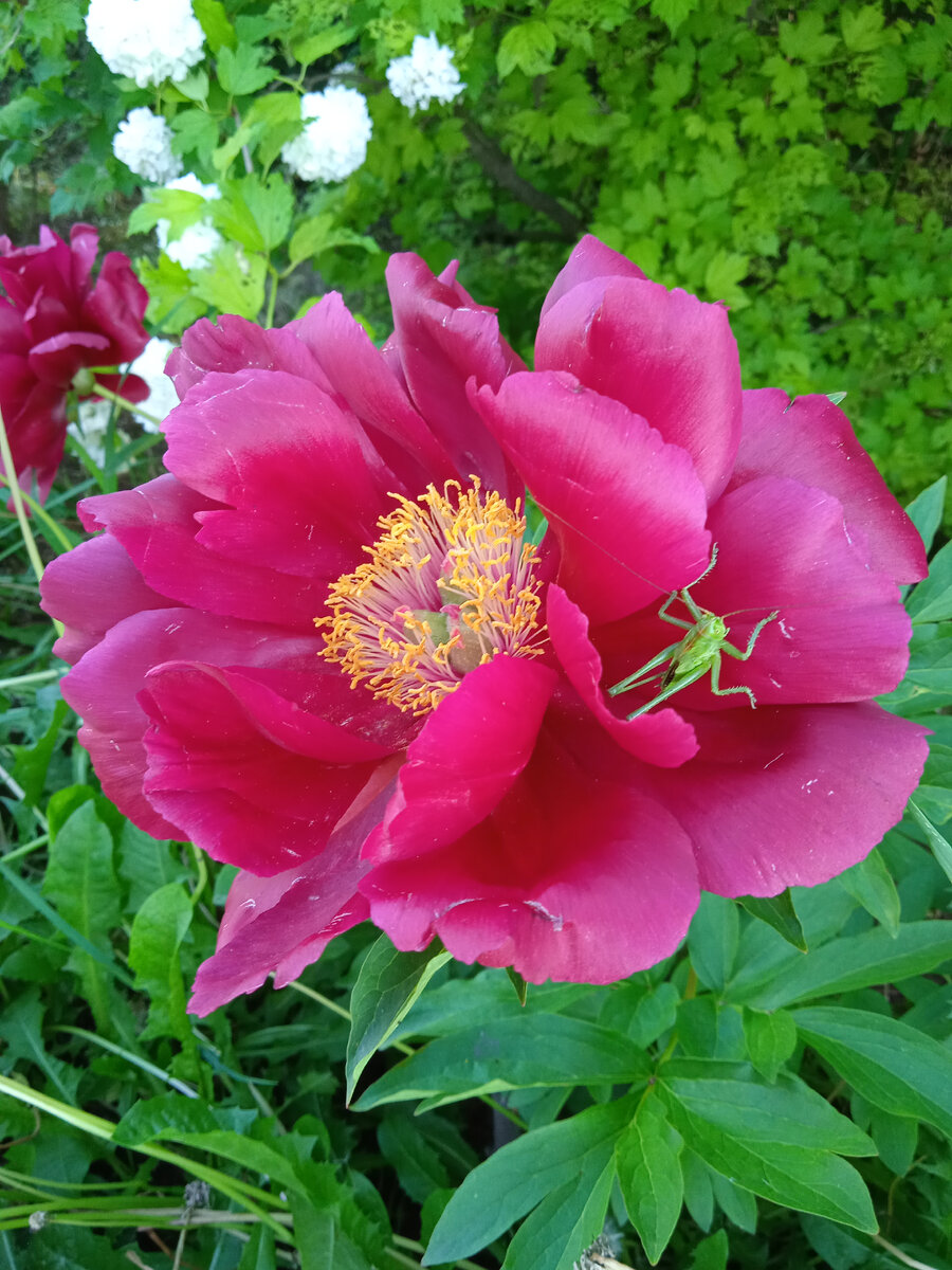 "В траве сидел кузнечик". Пион Ред Глори. Ранний пион