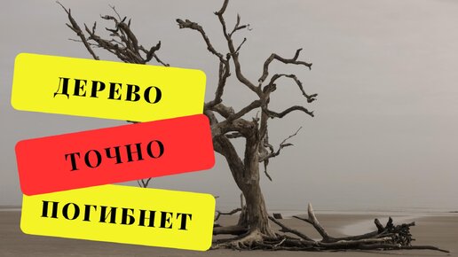 Больное дерево - как помочь ему восстановиться и не сделать еще хуже