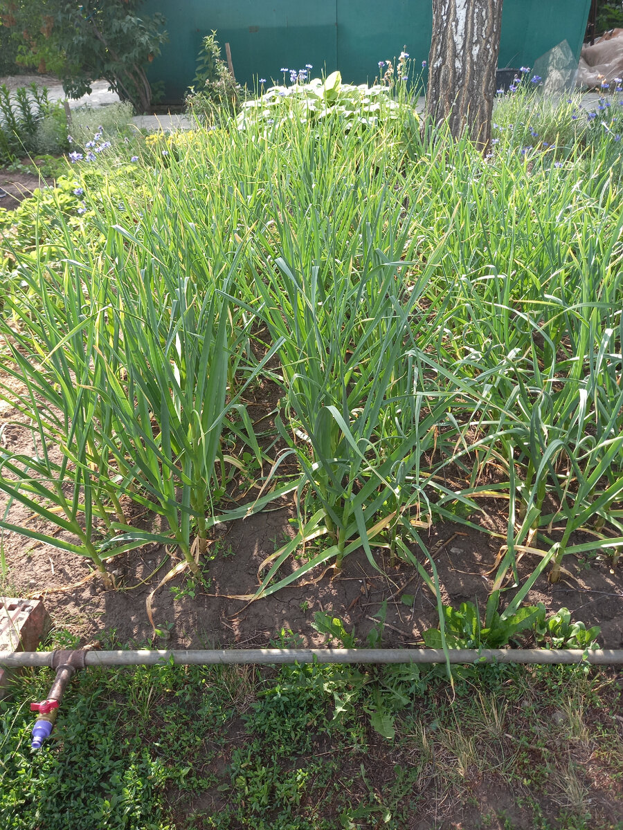 Чеснок у меня в этом году высокий - почти по грудь