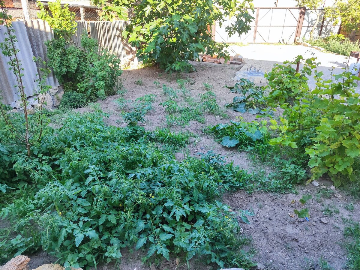 помидорные заросли. Там где визуально пусто. там тоже везде помидоры растут