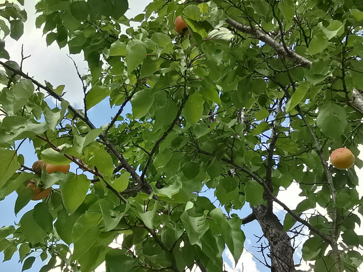 Абрикосы.