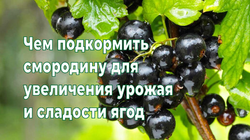 Чем подкормить СМОРОДИНУ, чтобы увеличить размер и повысить сладость ягод.