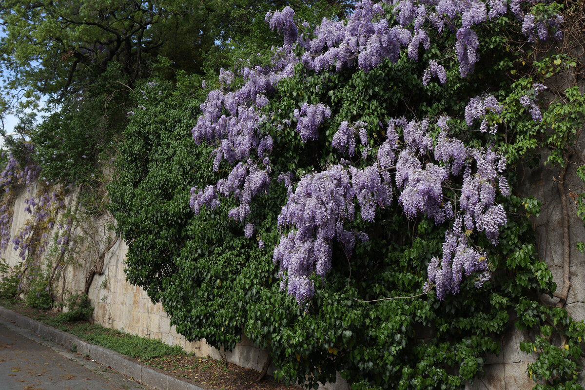  Цветочные водопады глицинии.