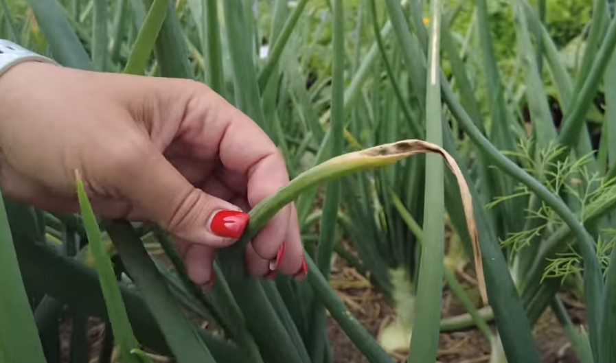 пероноспороз лука