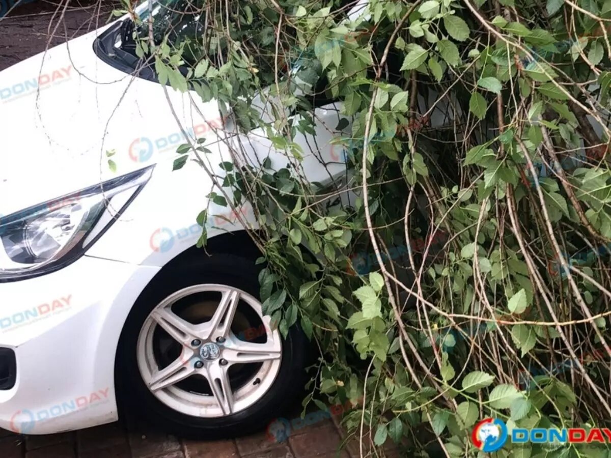 В Ростове рядом с парком Островского огромная ветка упала на автомобиль |  Donday.ru | Дзен