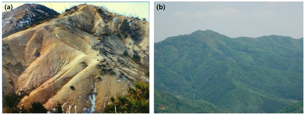 Вид корейских гор в середине ХХ века (Фото предоставлено Лесной службой Кореи) и (b) восстановленные леса после реализации национальных программ по восстановлению лесов в Южной Корее. Источник изображения: www.mdpi.com