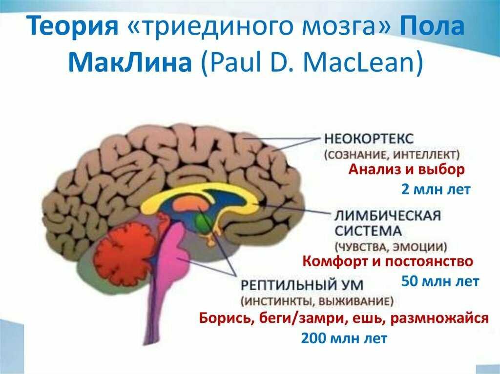 
Рептильный мозг — это термин, введенный психоаналитиком и нейробиологом Полом Маклином и Йосефом Ледоодом в их модели "триединой мозга". Он получил свое название потому, что аналогичная структура была обнаружена у рептилий.