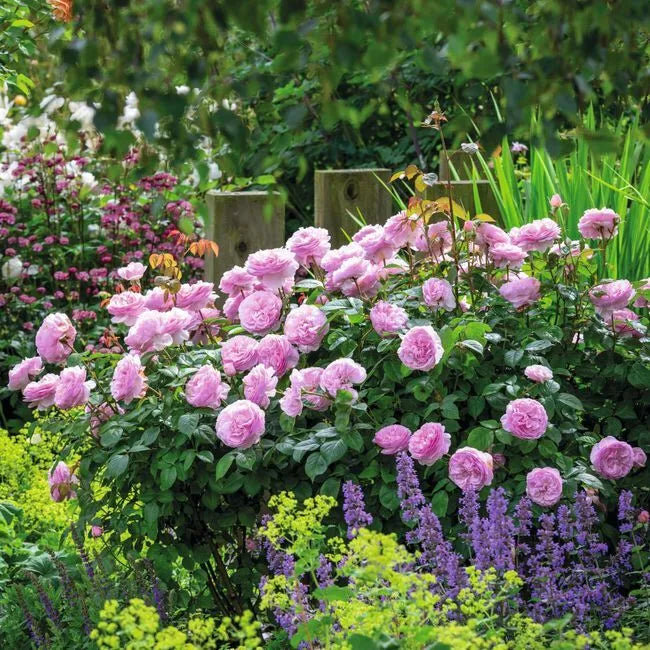 Источник фото - https://goo.su/QfG3bEr