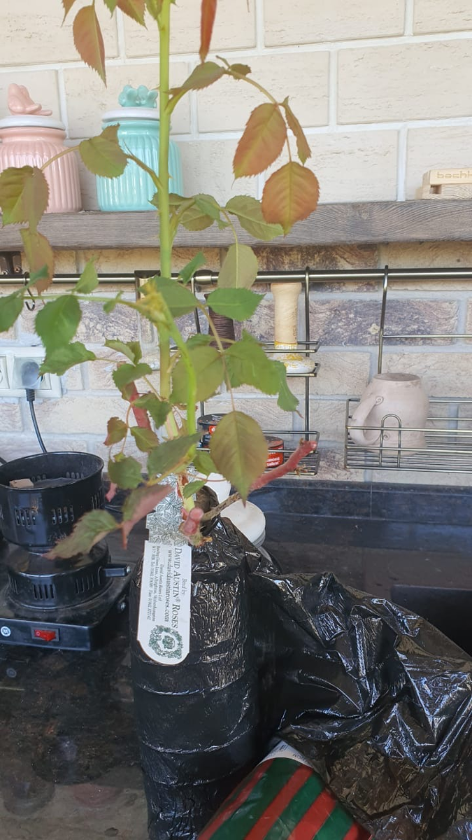 Фото из архива Фиолетового сна