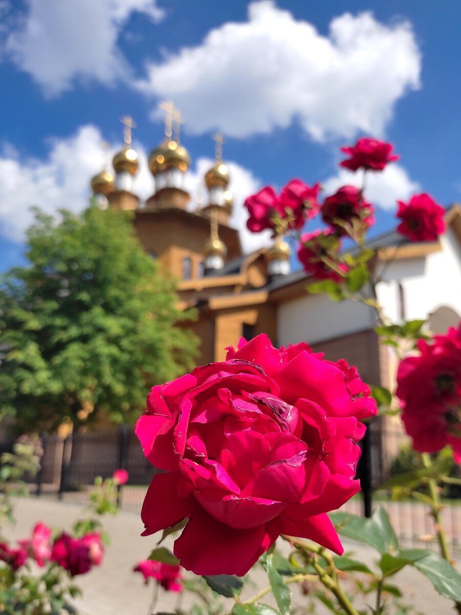 Розам не очень комфортно под палящим солнцем. 