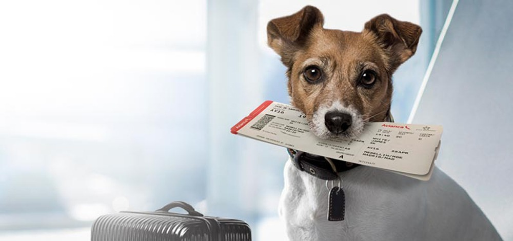 Перелет с животным требует от владельца спокойствия и уверенности, ведь вашего питомца легко может напугать обстановка в аэропорту и в самолете.-2