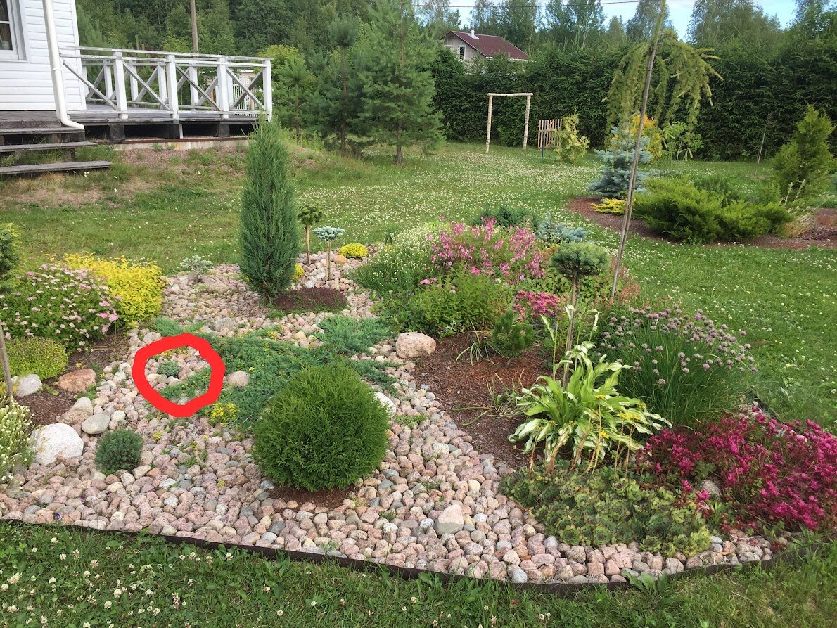 2019 Juniperus horizontalis Neumann