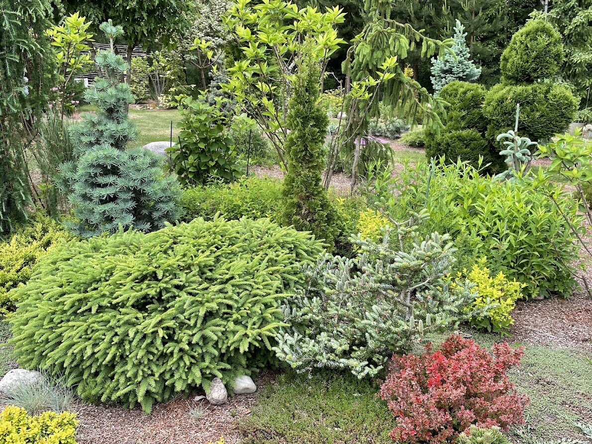 2024 Thuja occidentalis Spiralis Mini в центре кадра