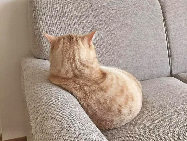 Как ведёт себя кошка, когда ей надо помириться с человеком