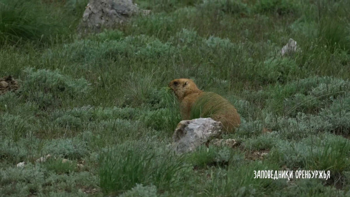    В степях Оренбургской области сурки начали готовиться к зиме — толстеть и готовить подстилку для сна (видео)