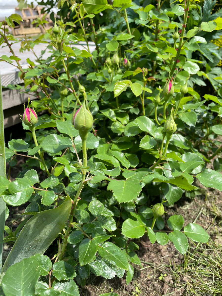 Роза Девида Остина «Young lycidas», июнь 2024г.