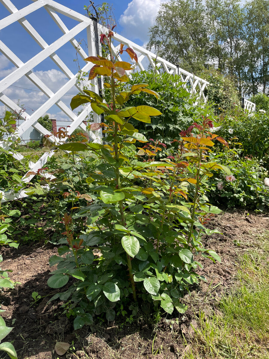 Роза “Ascot” после омолаживающей обрезки. Кусту 6 лет.