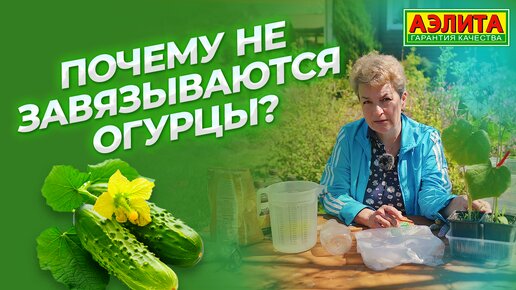 Почему не завязываются огурцы?