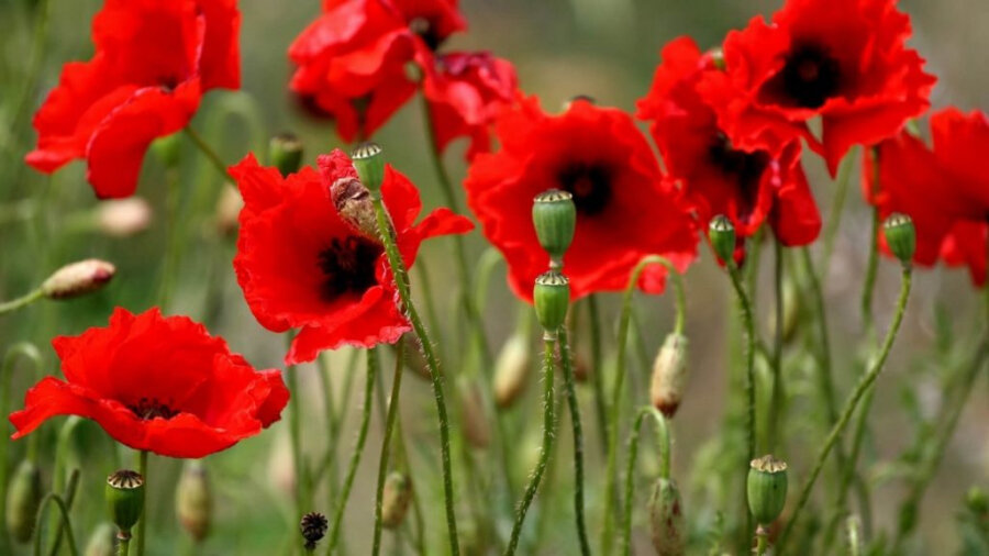     На территории Копыльского района стартовала специальная программа "Мак"