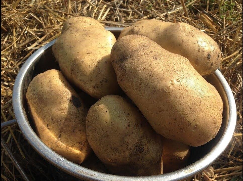 Самый лучший картошка. Варяг сорт картофеля. Картофель сорт нандина. Картофель сорт сесиль. Картофеля.