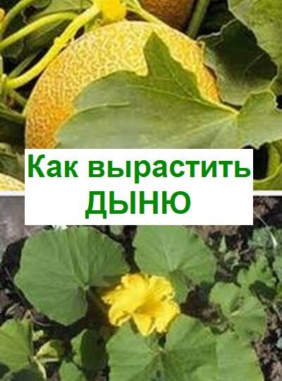 Как вырастить дыню