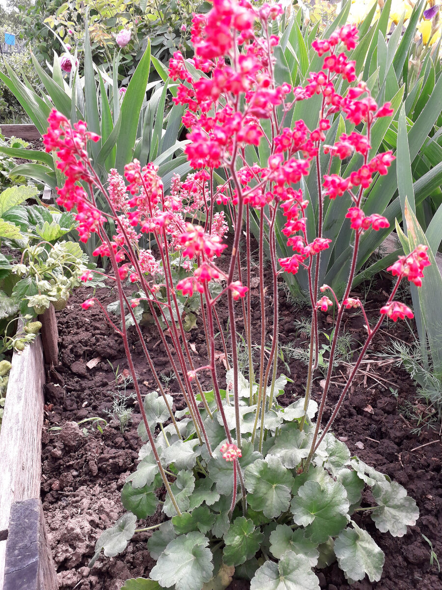 Гейхера "ОГНИ МОСКВЫ"