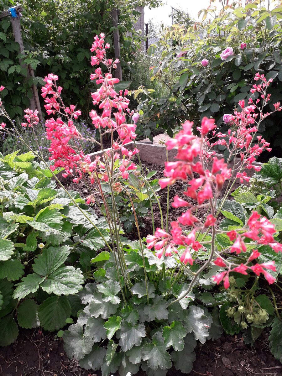 ГЕЙХЕРА "ОГНИ МОСКВЫ"