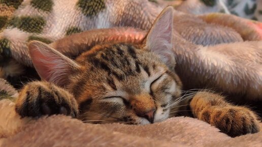 Звук мурчания кошки для расслабления или сна. Cat purring 1 hour.