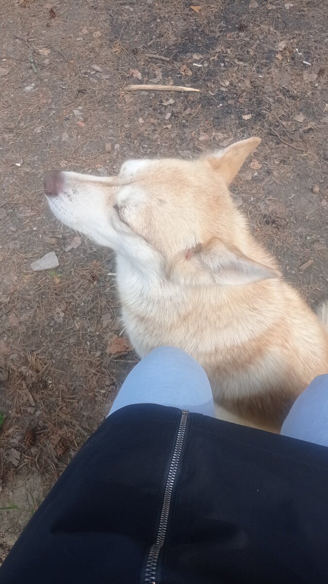 Собака пристала